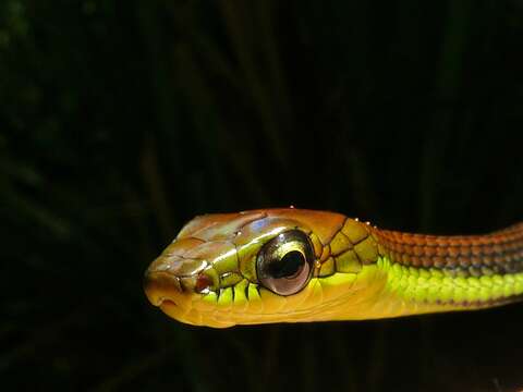 Image of Dendrelaphis Boulenger 1890