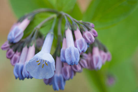 Image of Mertensia