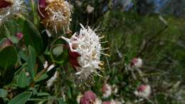 Image of Pimelea ligustrina subsp. ciliata S. Threlfall