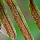 Image of Toothed Mid-Sorus Fern