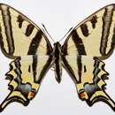 Papilio alexanor Esper 1800 resmi