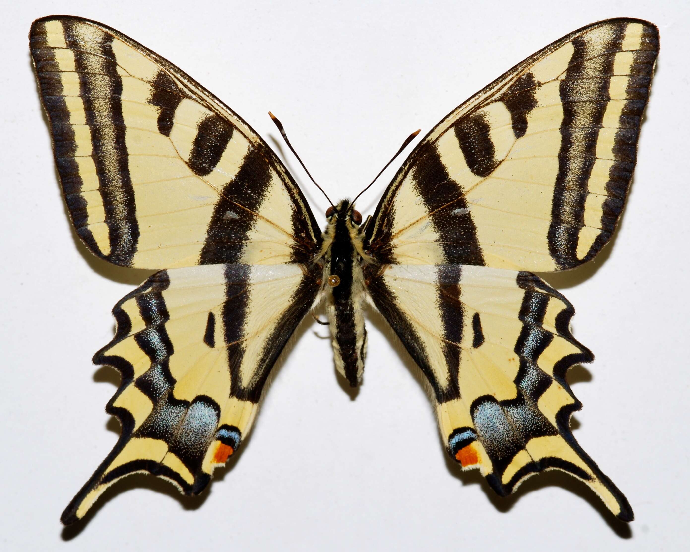 Image of Papilio alexanor Esper 1800