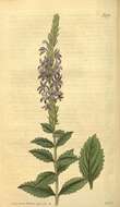 Image of vervain