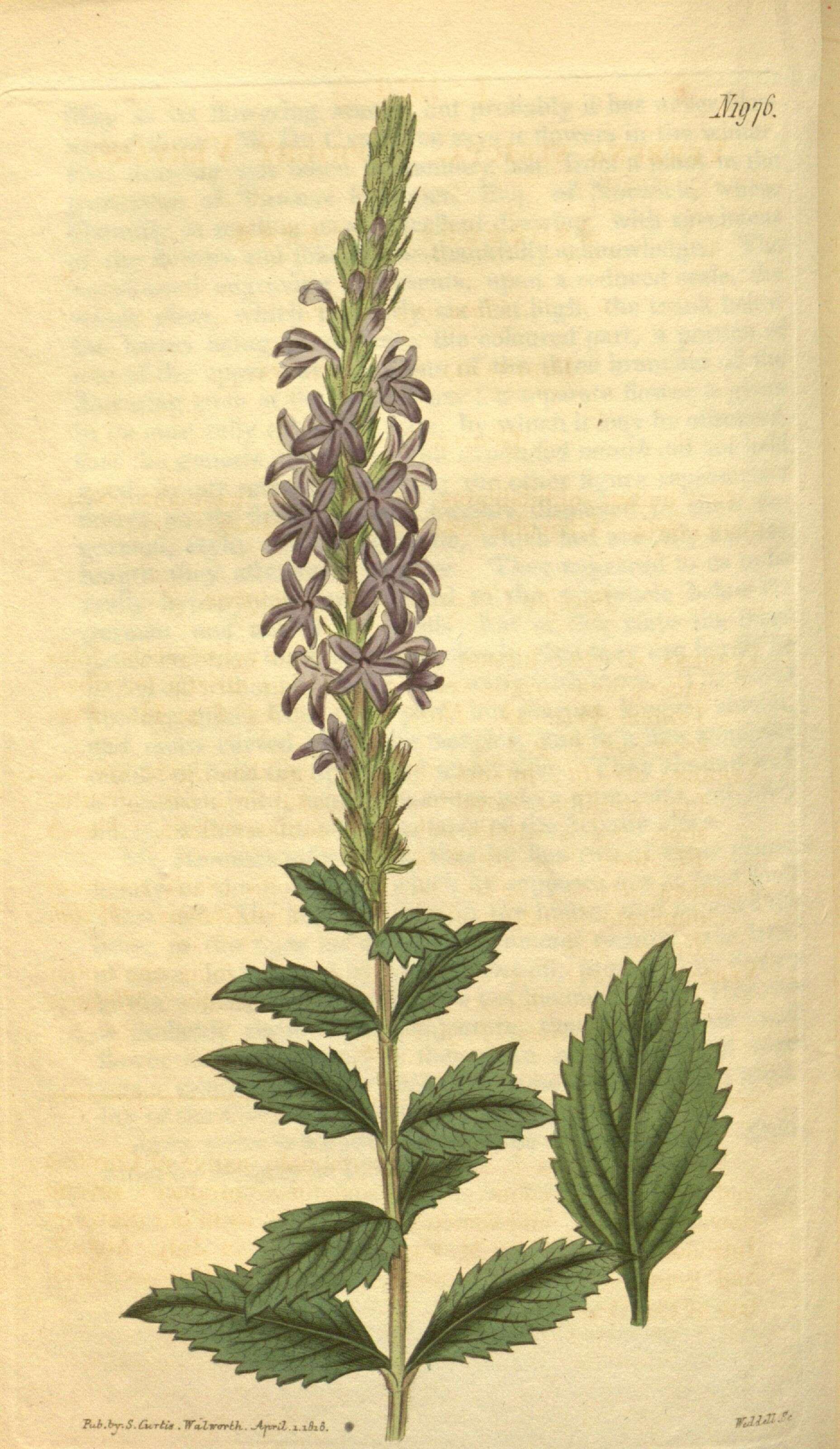 Image of hoary verbena