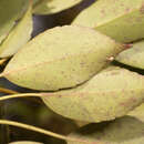 Image of Trochodendron aralioides P. F. Siebold & J. G. Zuccarini