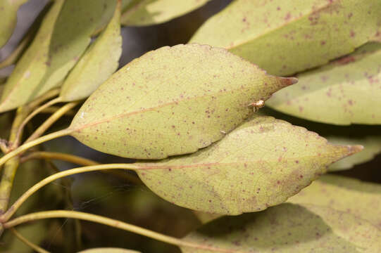 Image of Trochodendrales