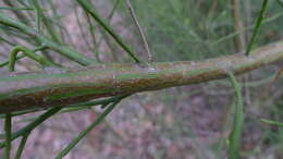 Image of Leptomeria acida R. Br.