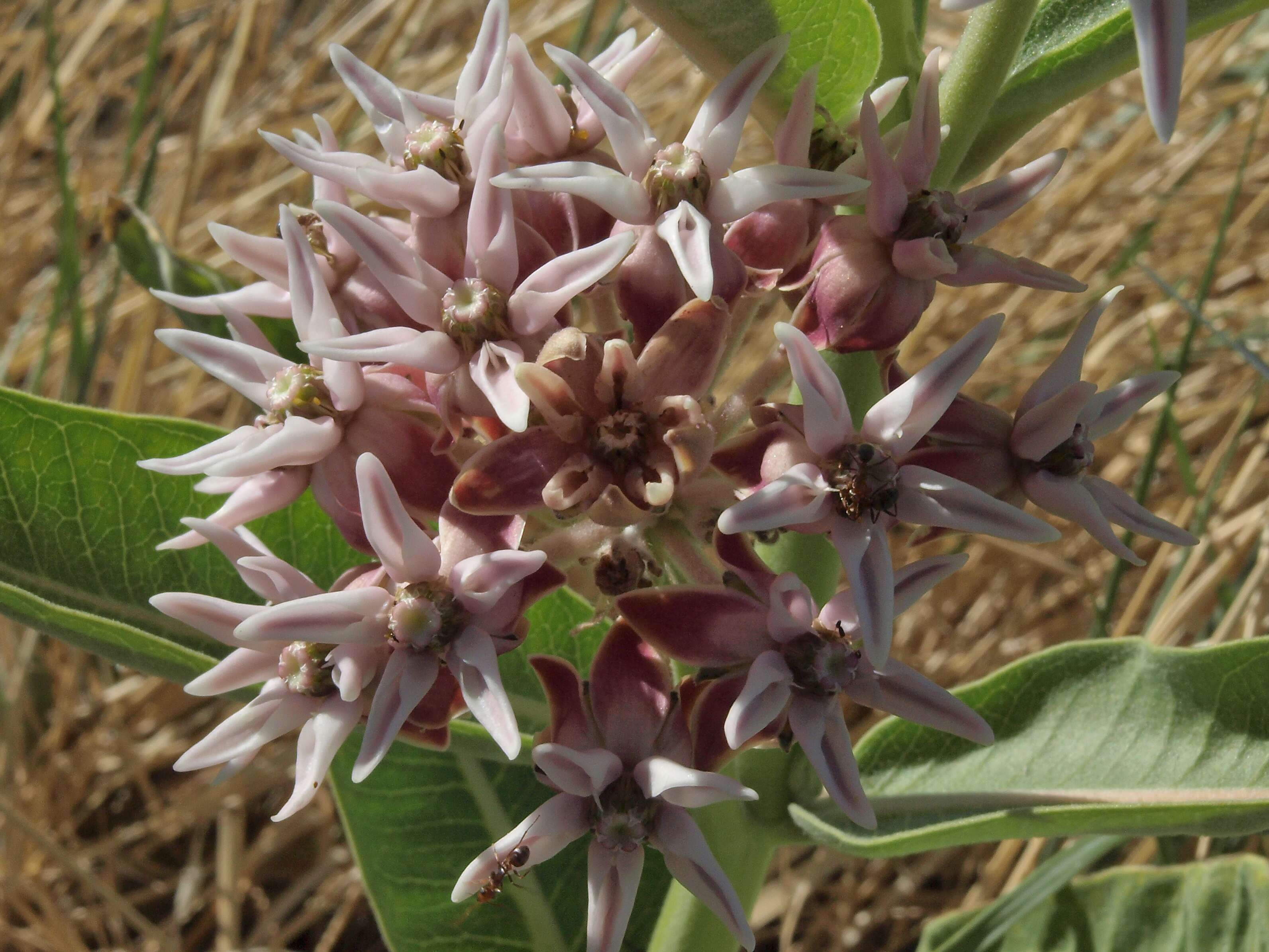 Image of milkweed