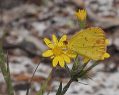 Image de Pityopsis graminifolia (Michx.) Nutt.