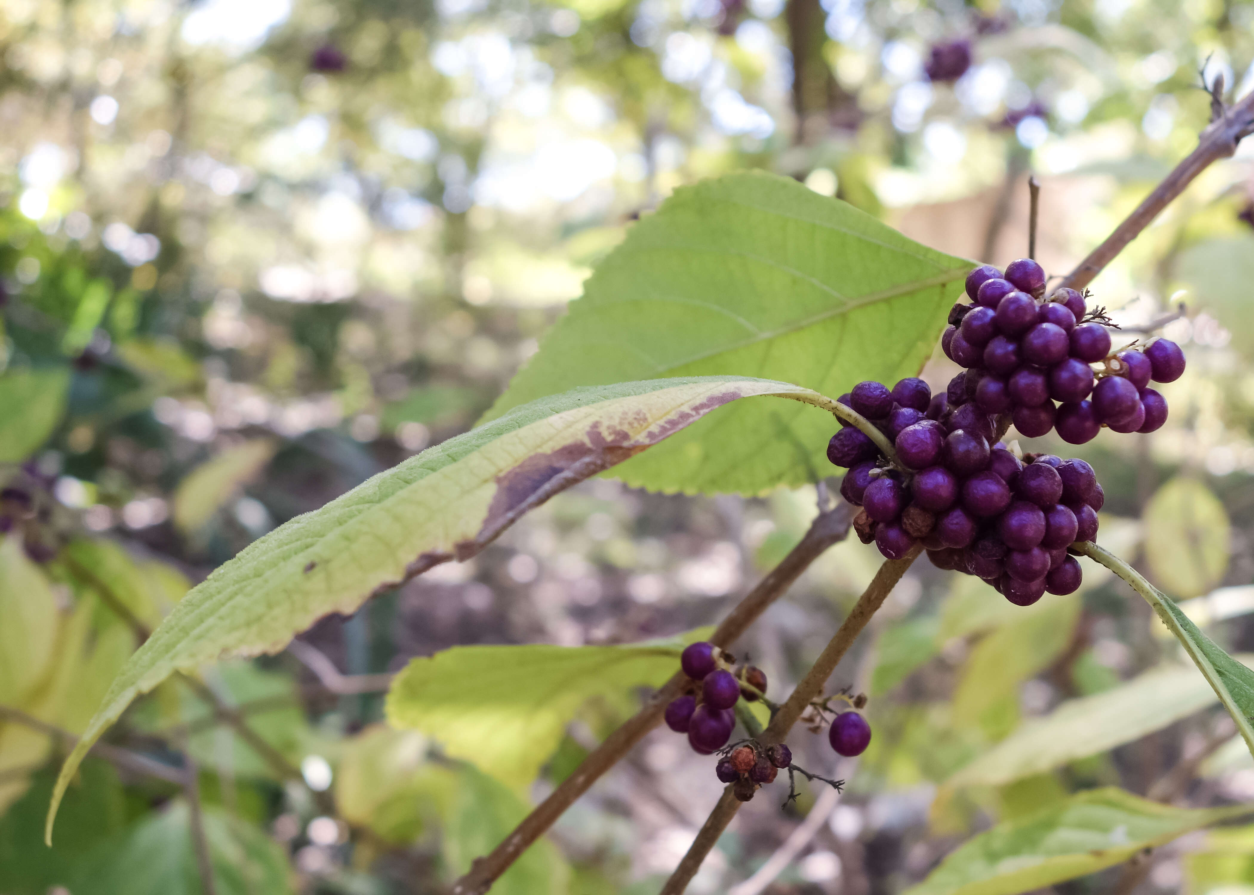 Image of American beautyberry