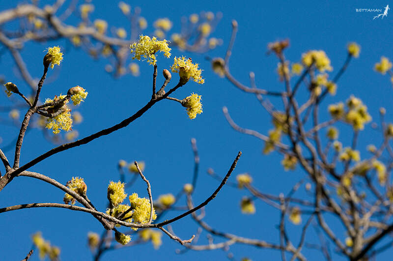 Слика од Sassafras randaiense (Hayata) Rehder