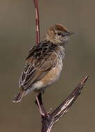 Image of Wing-snapping Cisticola