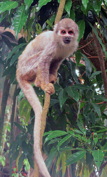 Image of Common Squirrel Monkey