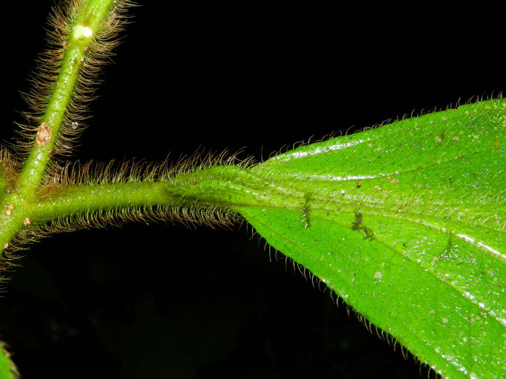 Plancia ëd Henriettea cuneata (Standl.) L. O. Williams