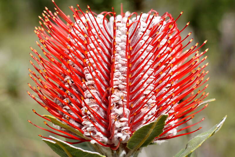 Image of banksia