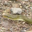 Image of Green Rat Snake