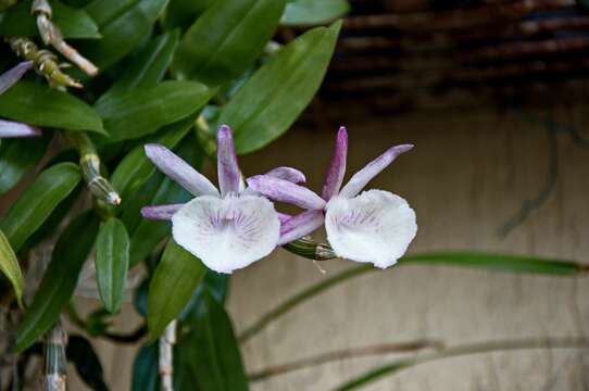 Image de Dendrobium polyanthum Wall. ex Lindl.