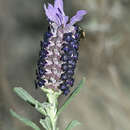 Sivun Lavandula stoechas subsp. luisieri (Rozeira) Rozeira kuva