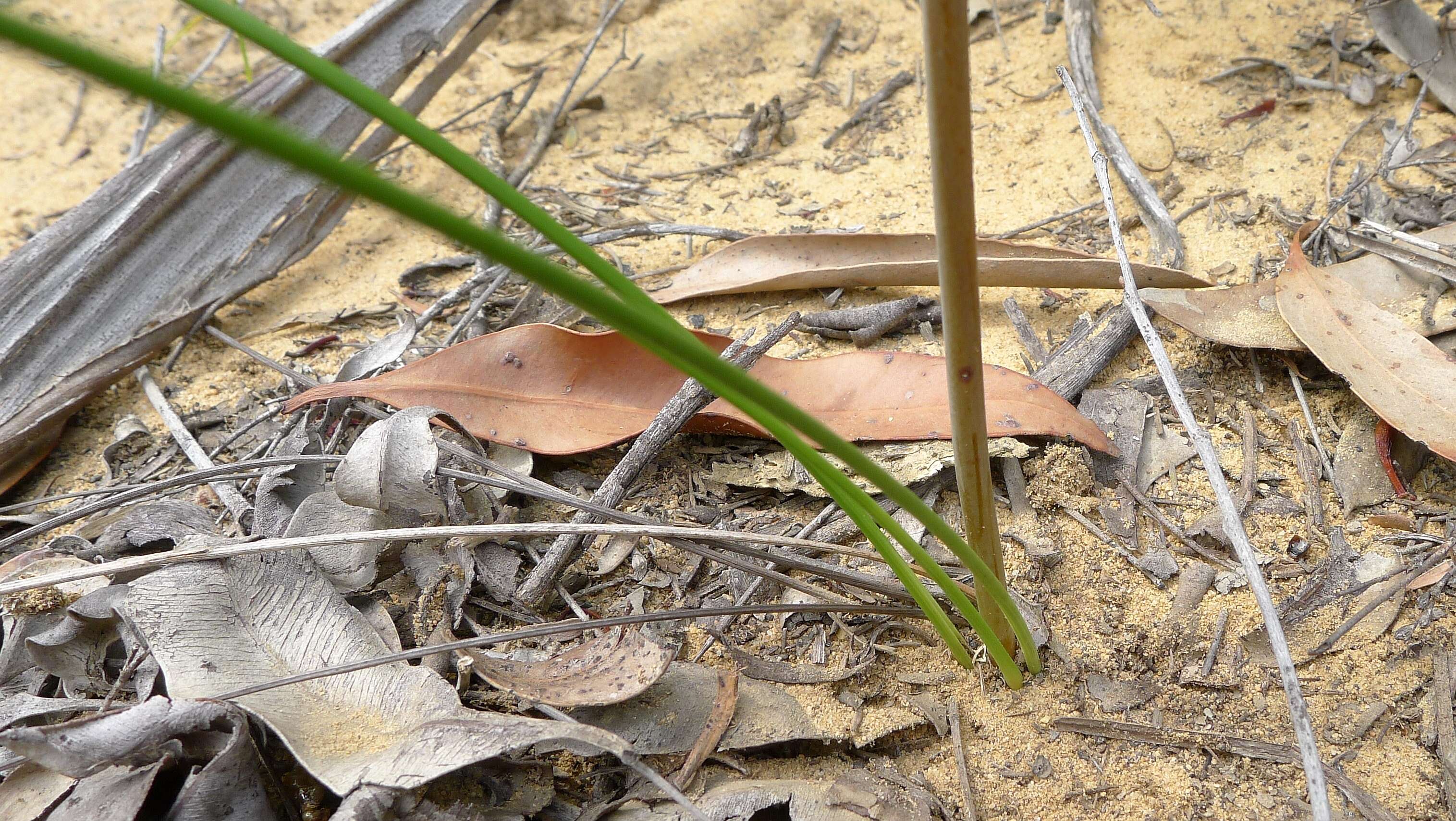 Image of Haemodorum corymbosum Vahl