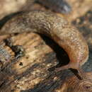Image of Gray field slug