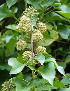 Image of English ivy