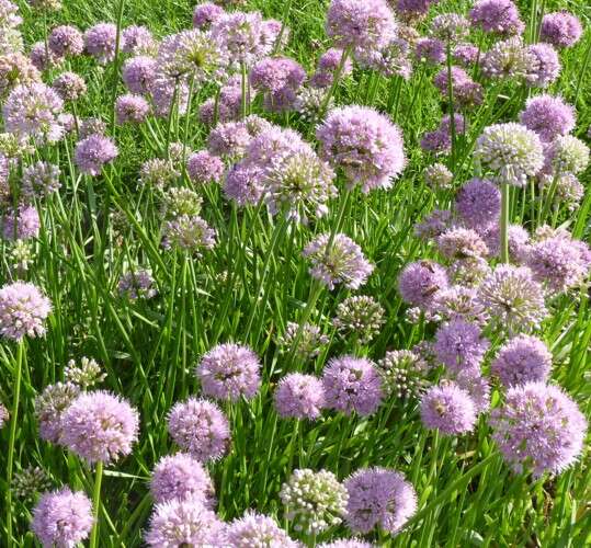 Image of Blue Chives