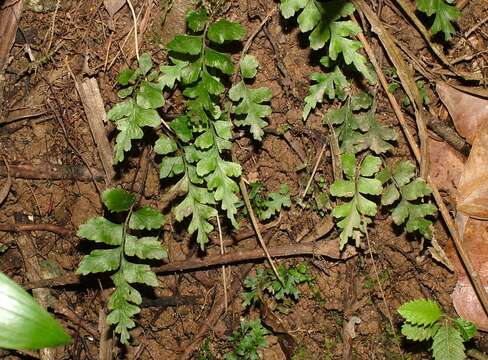 Image of Asplenium wildii Ball.