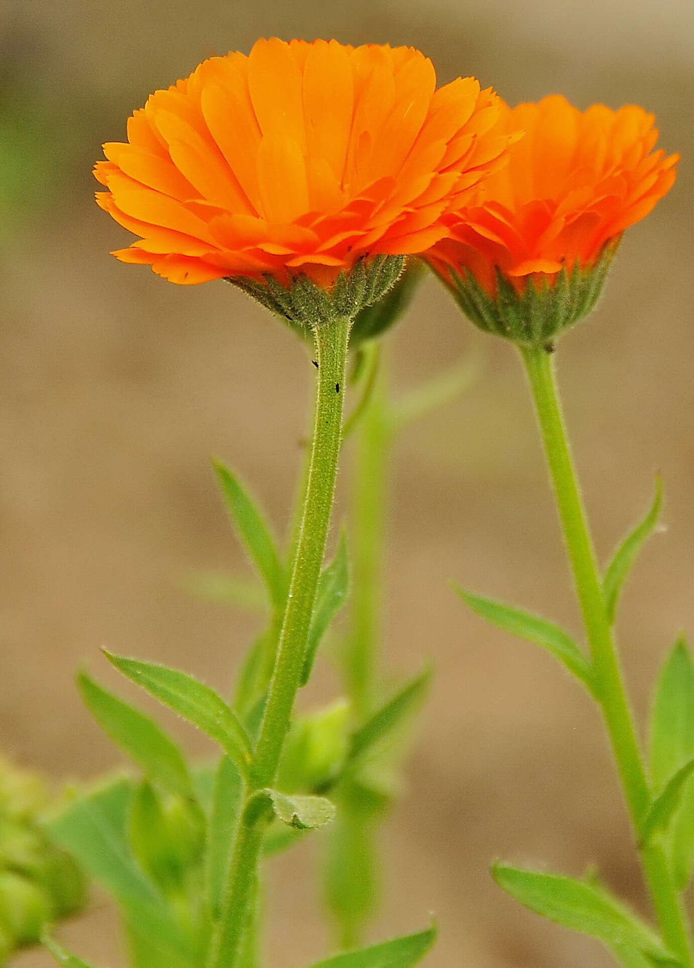 Image of marigold