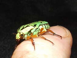 Image of flower chafers (beetles)