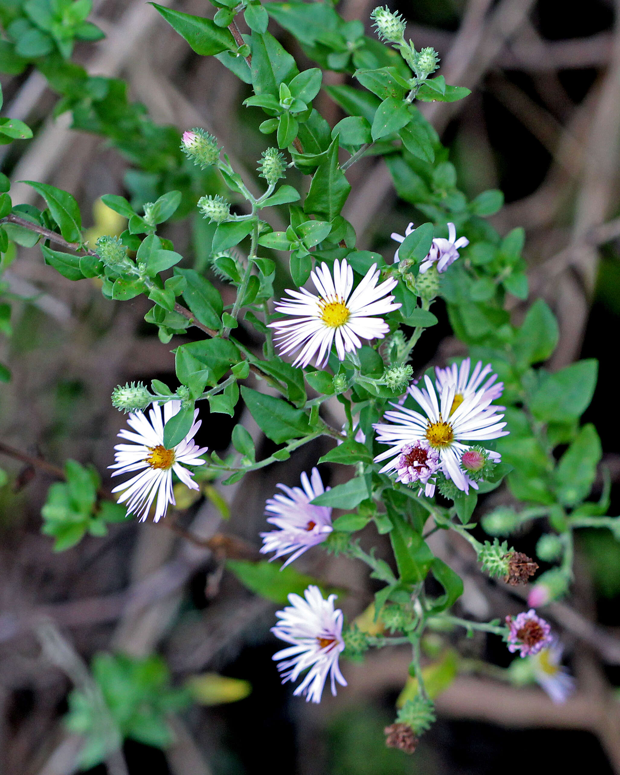 Image of climbing aster