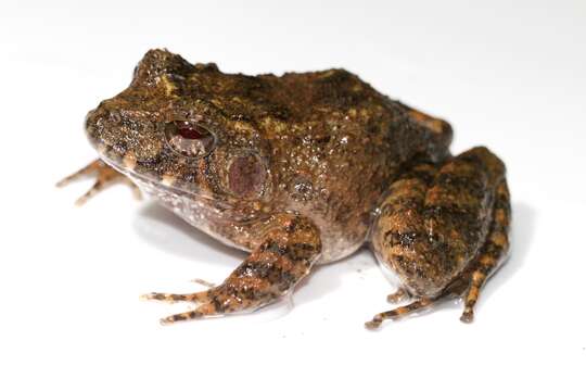 Image of Rusty Robber Frog