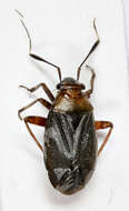 Image of Capsus ater (Linnaeus 1758)