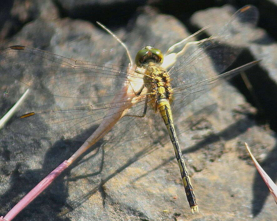 Image of Diplacodes trivialis (Rambur 1842)