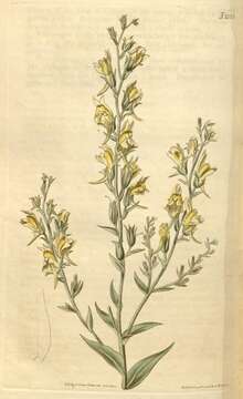 Image of broomleaf toadflax