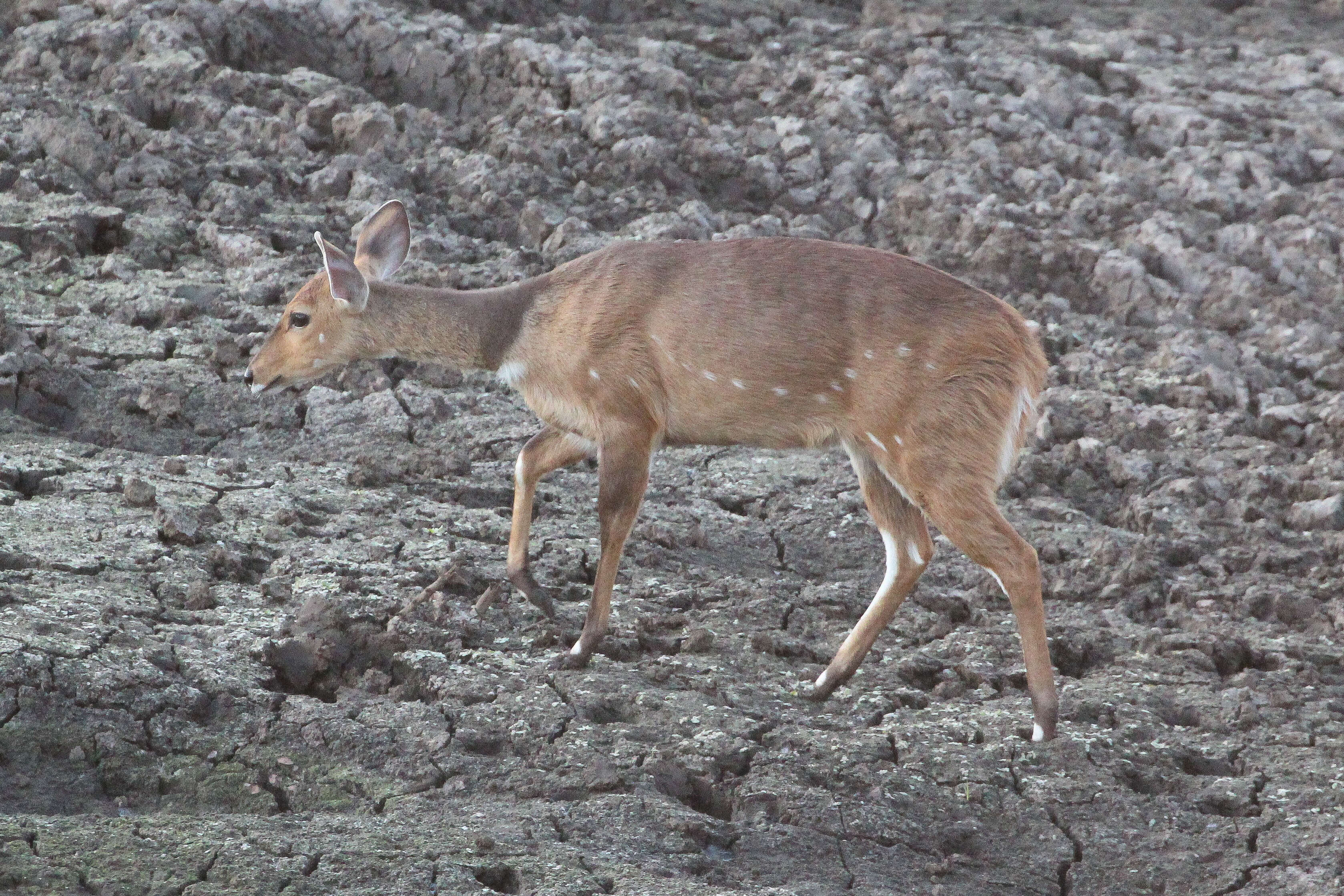 Image of Spiral-horned Antelope