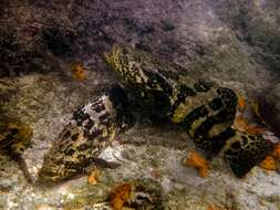 Image of Atlantic Goliath Grouper