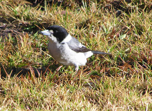 Image of Grey Butcherbird