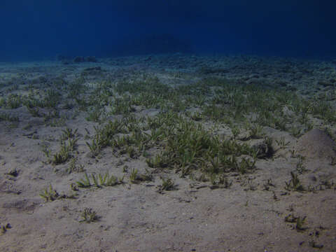 Image of seagrass