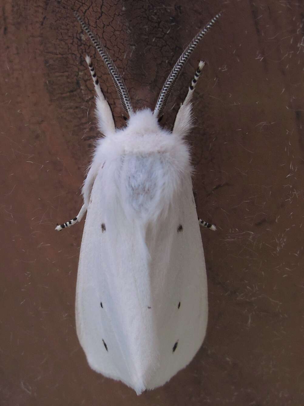 Image of Spilosoma Curtis 1825