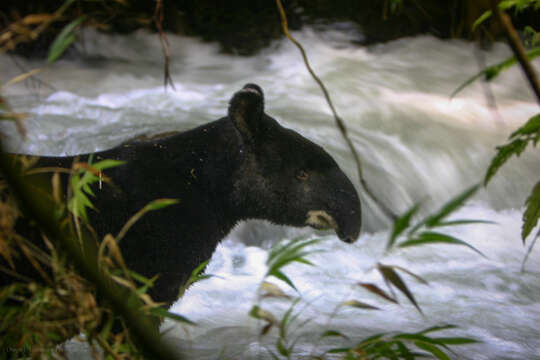 Image of Andean Tapir