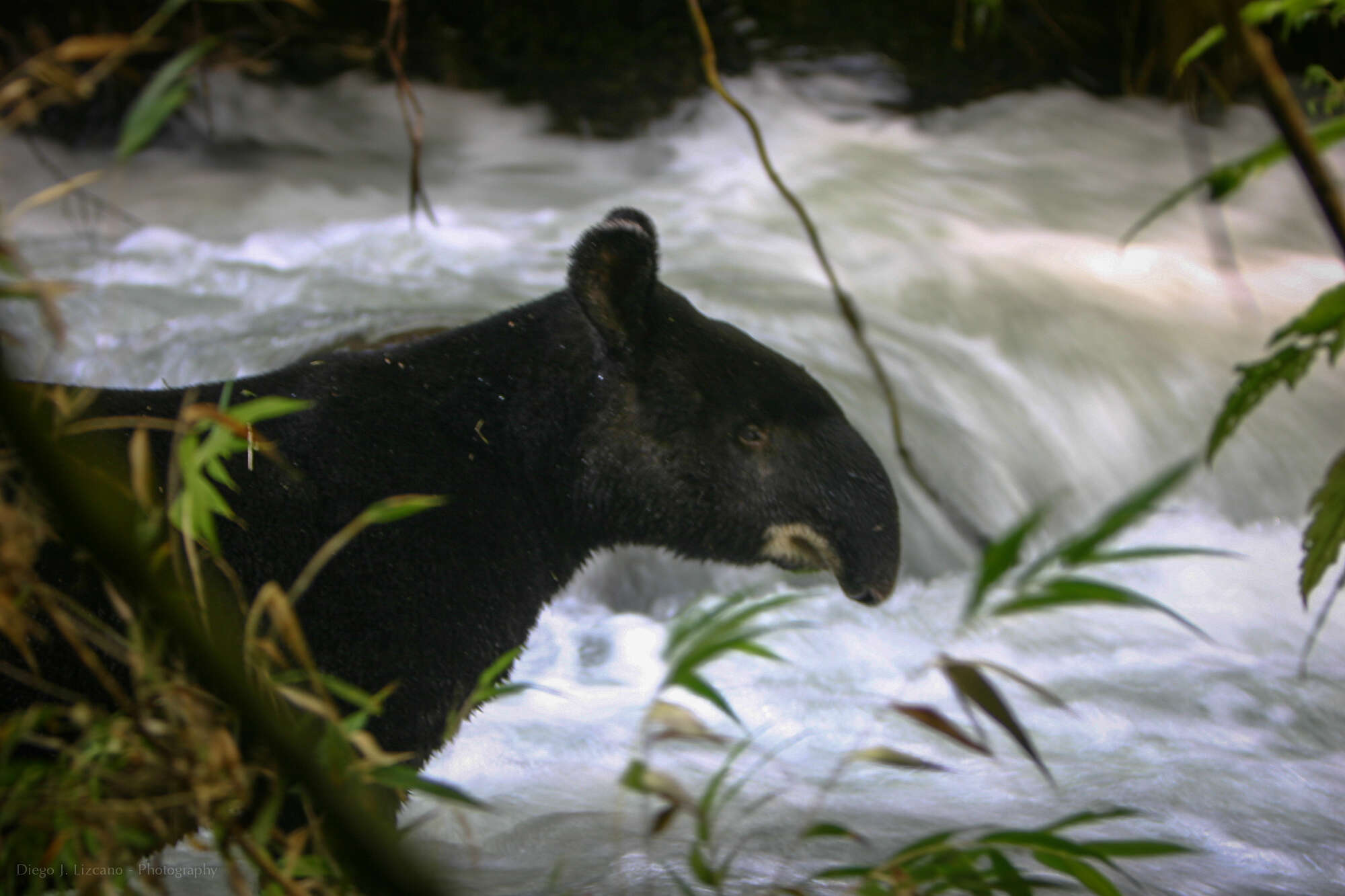 Image of tapir