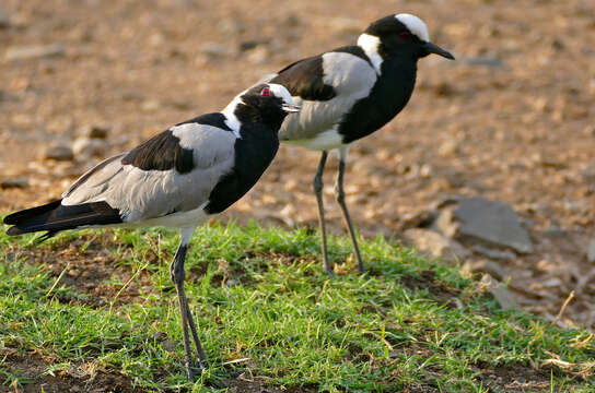 Image of Blacksmith Lapwing