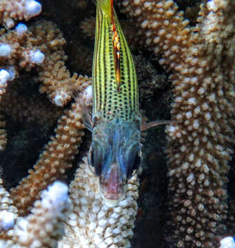 Image of Armed Squirrel-fish