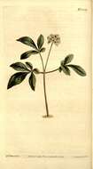 Image de Araliaceae