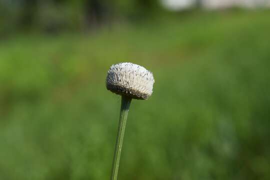 Image of tenangle pipewort