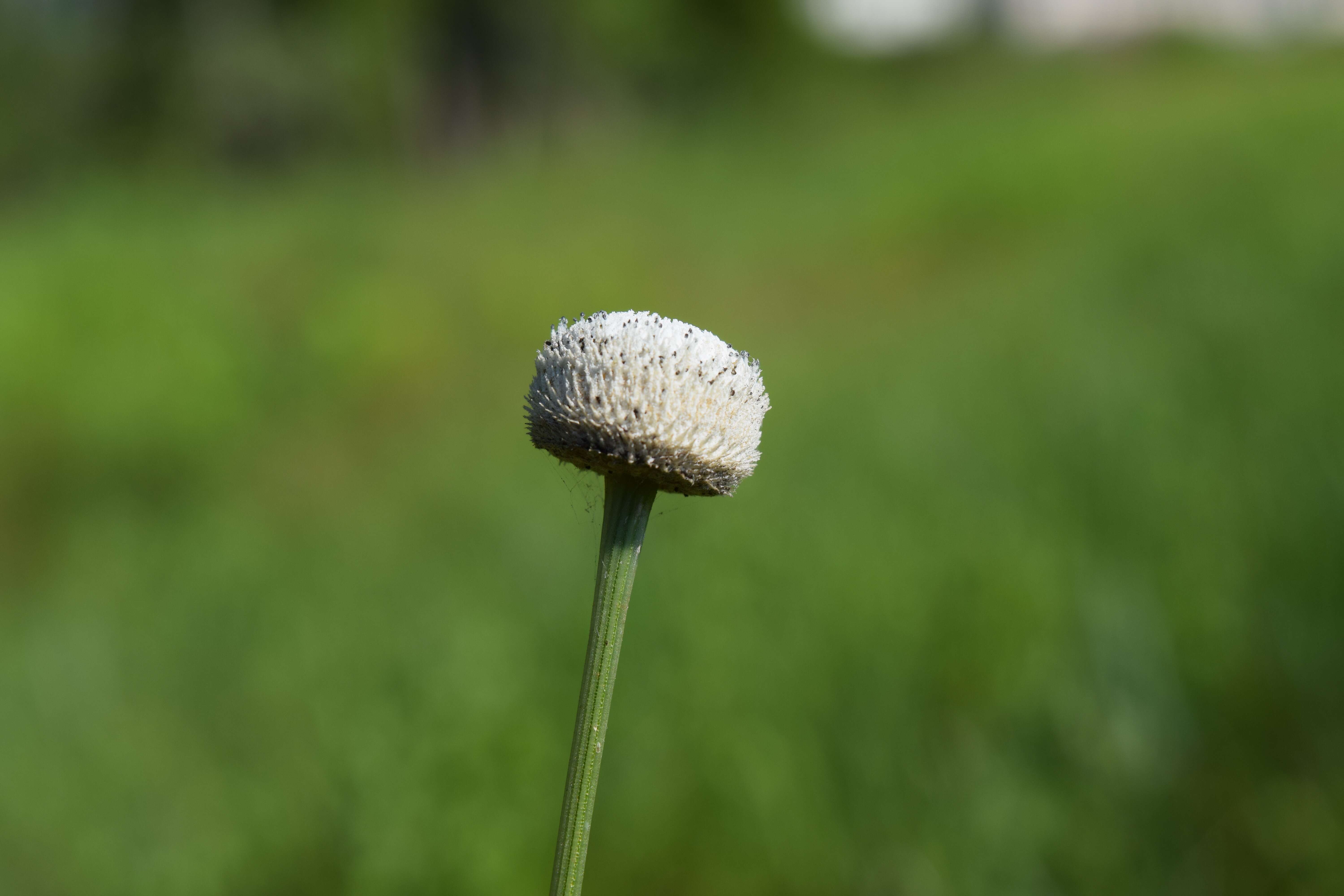 صورة Eriocaulon decangulare L.