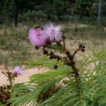 Image of Mimosa claussenii Benth.