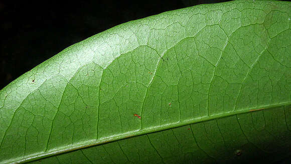 Image of Erythroxylum squamatum Sw.