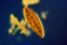 Image de Surirella biseriata