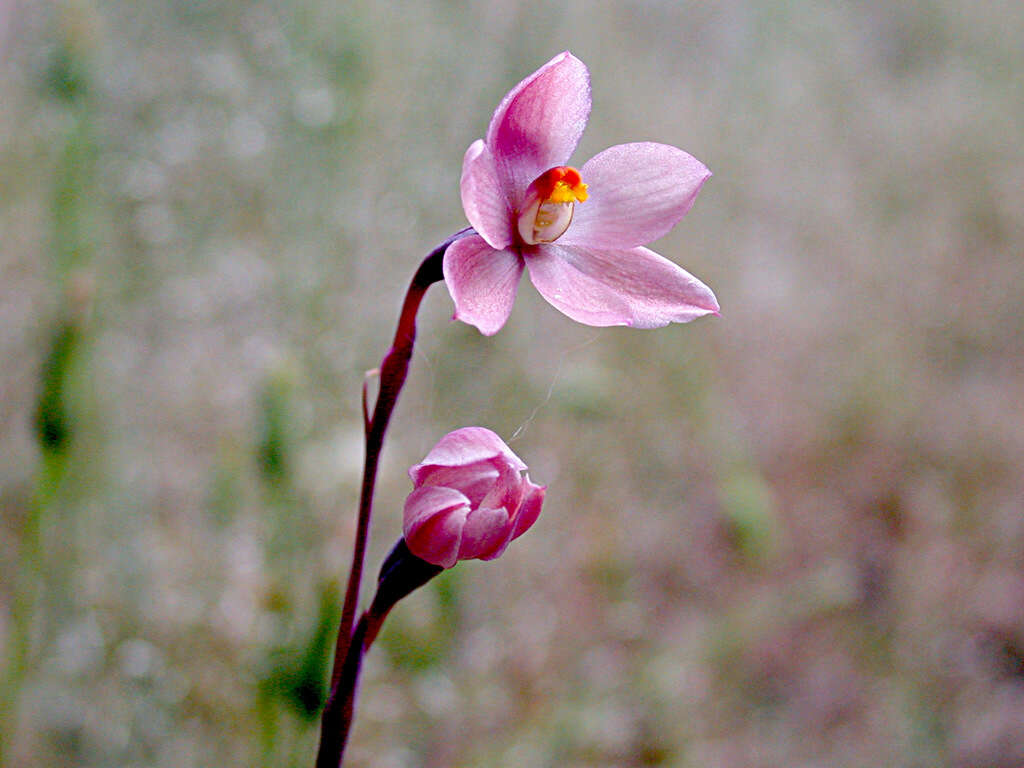 Image of Salmon sun orchid